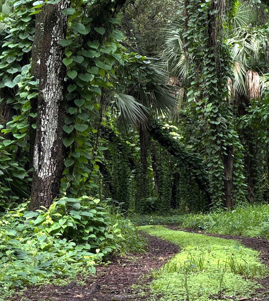 A nature trail through the Everglades